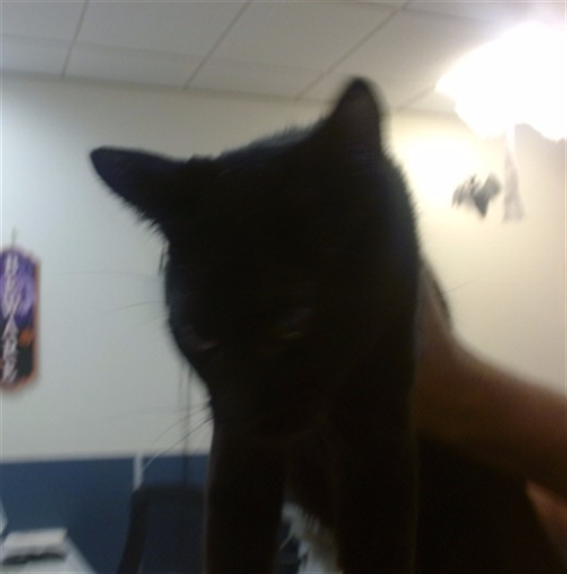 Shelter Stray Unknown Cat last seen LAS, 3599 NW 79th Ave, Doral, FL 33122, USA