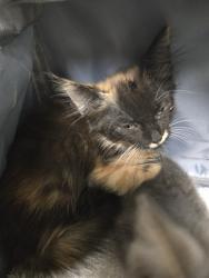 Shelter Stray Female Cat last seen Near BLOCK SMOKE CREEK AVE, BAKERSFIELD CA 93314, 3951 Fruitvale Ave, Bakersfield, CA 93308, USA