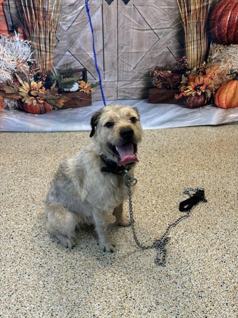 Shelter Stray Male Dog last seen Near BLOCK SW 5 ST, 3599 NW 79th Ave, Doral, FL 33122, USA