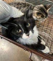 Shelter Stray Male Cat last seen HWY 41 PEARL RIVER, 31078 LA-36, Lacombe, LA 70445, USA