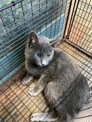 Shelter Stray Unknown Cat last seen HWY 41 PEARL RIVER, 31078 LA-36, Lacombe, LA 70445, USA