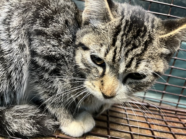 Shelter Stray Female Cat last seen HWY 41 PEARL RIVER, 31078 LA-36, Lacombe, LA 70445, USA