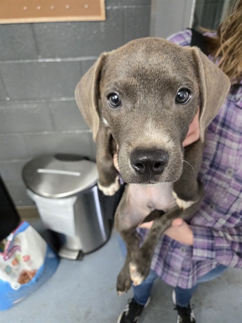Shelter Stray Male Dog last seen , 1601 Airport Rd, Shelby, NC 28150, USA