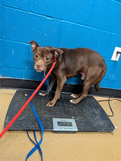 Shelter Stray Male Dog last seen OFALLON, 4850 Mid Rivers Mall Dr, St Peters, MO 63376, USA
