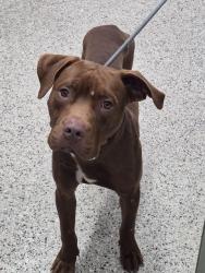 Shelter Stray Male Dog last seen Near BLOCK SEVEN MILE E, DETROIT, MI 48205, 1431 E Ferry St, Detroit, MI 48211, USA