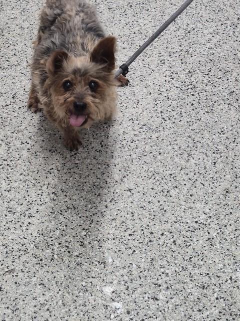 Shelter Stray Male Dog last seen , 1431 E Ferry St, Detroit, MI 48211, USA