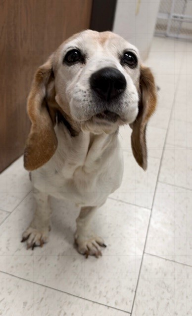 Shelter Stray Female Dog last seen HILTOP X ELM, 130 Beyer Way, Chula Vista, CA 91911, USA