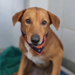 Shelter Stray Male Dog last seen E HOUSTON ST, 4710 TX-151, San Antonio, TX 78227, USA