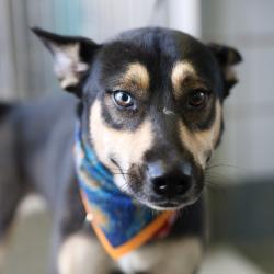 Shelter Stray Female Dog last seen , 4710 TX-151, San Antonio, TX 78227, USA