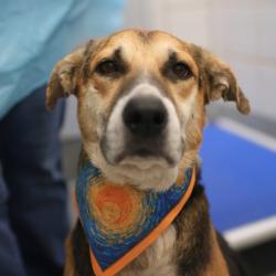 Shelter Stray Male Dog last seen PITLUK, 4710 TX-151, San Antonio, TX 78227, USA