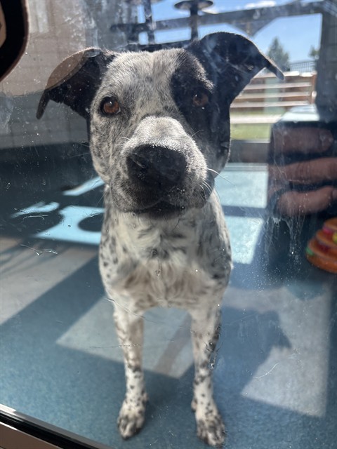 Shelter Stray Female Dog last seen RIPPLE BEND LN, 8311 Freedom Dr, Pearland, TX 77581, USA
