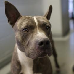 Shelter Stray Male Dog last seen , 4710 TX-151, San Antonio, TX 78227, USA