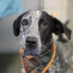 Shelter Stray Male Dog last seen PERRIN BEITEL, 4710 TX-151, San Antonio, TX 78227, USA