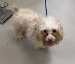 Shelter Stray Male Dog last seen PINE WAY SANFORD, 232 Eslinger Way, Sanford, FL 32773, USA