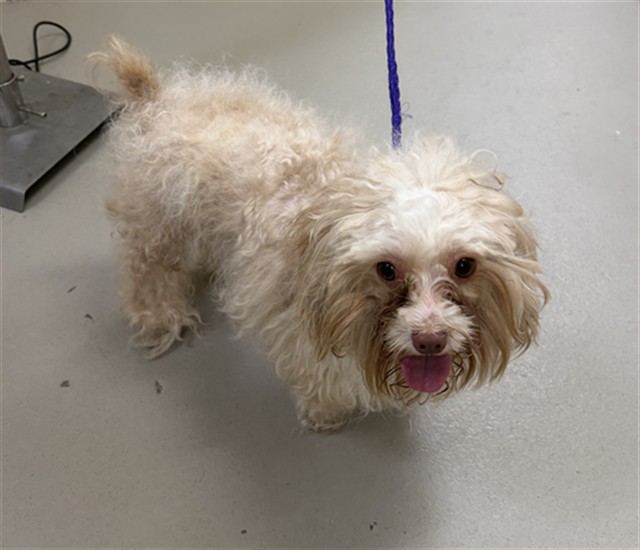 Shelter Stray Male Dog last seen PINE WAY SANFORD, 232 Eslinger Way, Sanford, FL 32773, USA