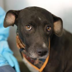 Shelter Stray Female Dog last seen Near BLOCK SW MILITARY DR, 4710 TX-151, San Antonio, TX 78227, USA