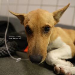 Shelter Stray Female Dog last seen , 4710 TX-151, San Antonio, TX 78227, USA