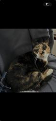 Lost Female Cat last seen Near Jenkintown High School track, Jenkintown, PA 19046