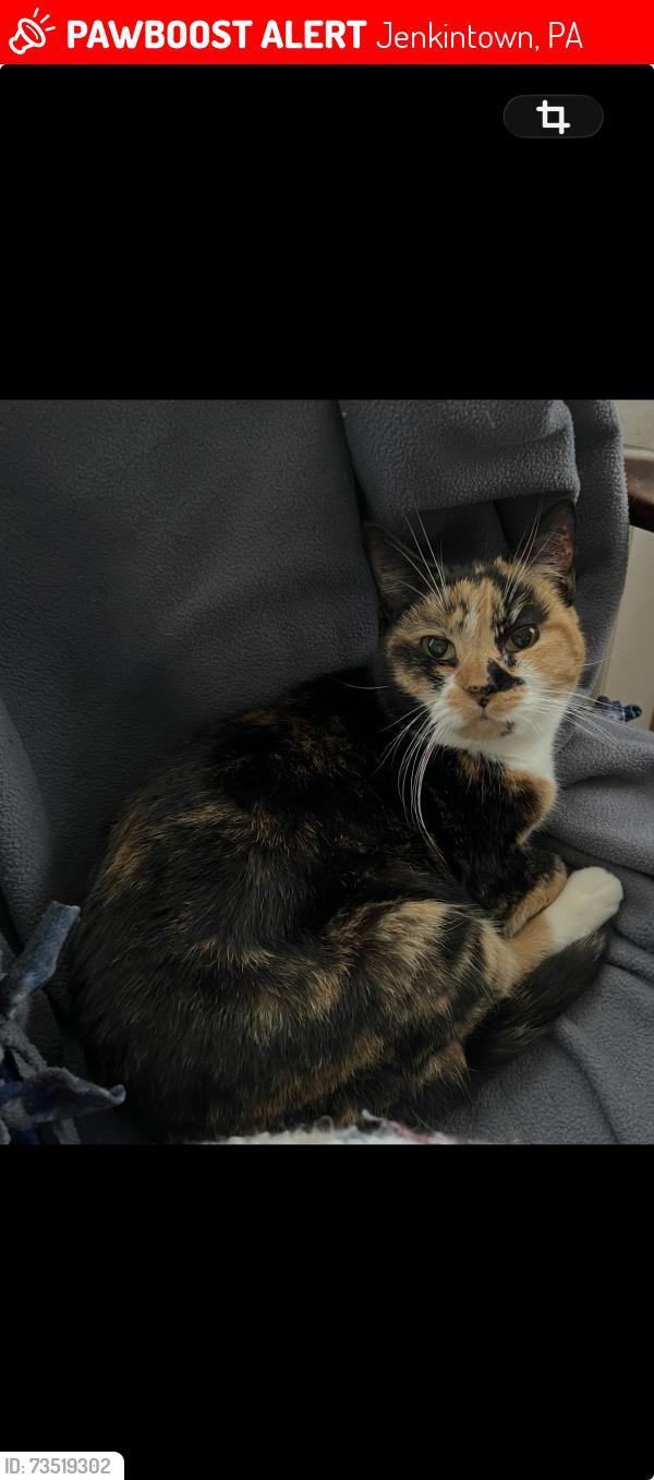 Lost Female Cat last seen Near Jenkintown High School track, Jenkintown, PA 19046
