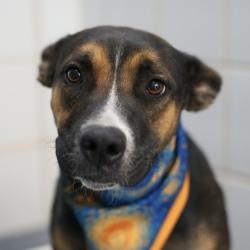 Shelter Stray Female Dog last seen , 4710 TX-151, San Antonio, TX 78227, USA