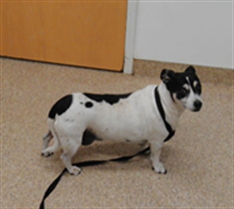 Shelter Stray Female Dog last seen , 3001 2nd St SW, Albuquerque, NM 87105, USA