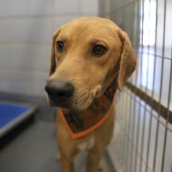 Shelter Stray Male Dog last seen PITLUK, 4710 TX-151, San Antonio, TX 78227, USA