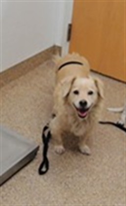 Shelter Stray Male Dog last seen , 3001 2nd St SW, Albuquerque, NM 87105, USA