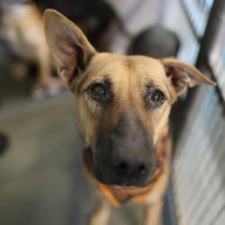 Shelter Stray Female Dog last seen Near BLOCK PEREZ, 4710 TX-151, San Antonio, TX 78227, USA