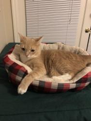 Reunited Male Cat last seen Argonaut drive and constitution, Durham, NC 27705