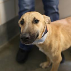 Shelter Stray Male Dog last seen Near BLOCK PEREZ, 4710 TX-151, San Antonio, TX 78227, USA