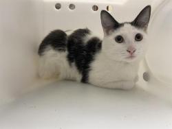 Shelter Stray Male Cat last seen Near BLOCK N BUFFUM ST, 3839 W Burnham St, West Milwaukee, WI 53215, USA