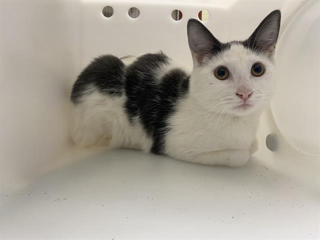Shelter Stray Male Cat last seen Near BLOCK N BUFFUM ST, 3839 W Burnham St, West Milwaukee, WI 53215, USA
