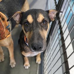 Shelter Stray Female Dog last seen Near BLOCK PEREZ, 4710 TX-151, San Antonio, TX 78227, USA