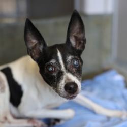 Shelter Stray Female Dog last seen Near BLOCK W HILDEBRAND AVE, 4710 TX-151, San Antonio, TX 78227, USA
