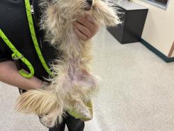 Shelter Stray Male Dog last seen Near BLOCK S MCCARRAN BLVD, RENO NV 89502, 2825 Longley Ln Suite A, Reno, NV 89502, USA