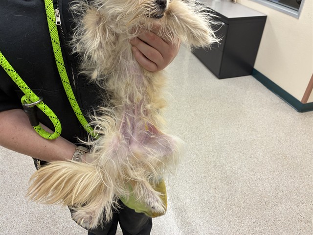 Shelter Stray Male Dog last seen Near BLOCK S MCCARRAN BLVD, RENO NV 89502, 2825 Longley Ln Suite A, Reno, NV 89502, USA