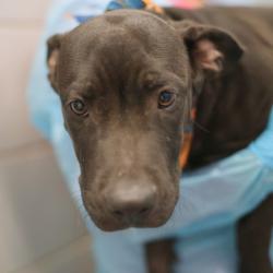 Shelter Stray Male Dog last seen , 4710 TX-151, San Antonio, TX 78227, USA