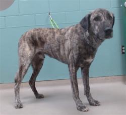 Shelter Stray Male Dog last seen Near WEDEKIND, 2825 Longley Ln Suite A, Reno, NV 89502, USA