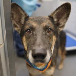 Shelter Stray Male Dog last seen Near BLOCK ELDORADO, 4710 TX-151, San Antonio, TX 78227, USA