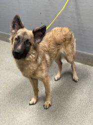 Shelter Stray Male Dog last seen E CHARLESTON BLVD & N NELLIS BLVD, 655 N Mojave Rd, Las Vegas, NV 89101, USA