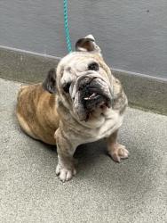 Shelter Stray Male Dog last seen Near BLOCK TOPAZ ST, HENDERSON NV 89074, 655 N Mojave Rd, Las Vegas, NV 89101, USA