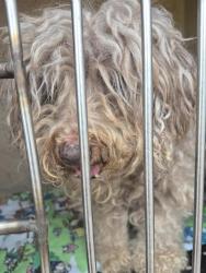 Shelter Stray Unknown Dog last seen Near BLOCK SARI DR, LAS VEGAS NV 89110, 655 N Mojave Rd, Las Vegas, NV 89101, USA