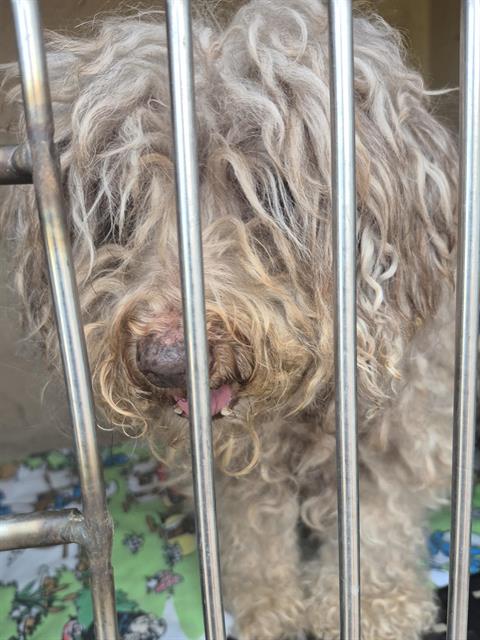 Shelter Stray Unknown Dog last seen Near BLOCK SARI DR, LAS VEGAS NV 89110, 655 N Mojave Rd, Las Vegas, NV 89101, USA