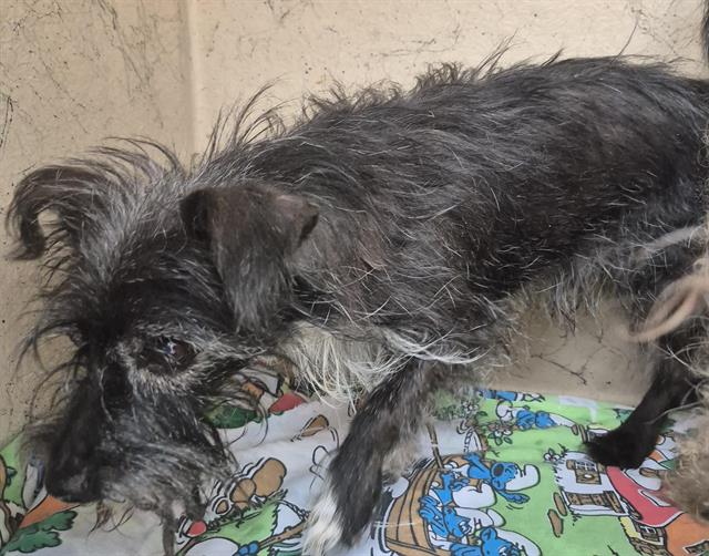 Shelter Stray Male Dog last seen Near BLOCK SARI DR, LAS VEGAS NV 89110, 655 N Mojave Rd, Las Vegas, NV 89101, USA