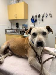 Shelter Stray Male Dog last seen , 1850 W 60th St, Los Angeles, CA 90047, USA