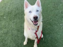 Shelter Stray Male Dog last seen , 1850 W 60th St, Los Angeles, CA 90047, USA