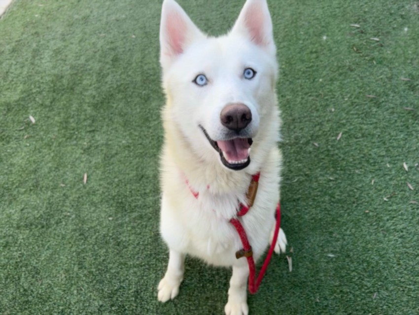 Shelter Stray Male Dog last seen , 1850 W 60th St, Los Angeles, CA 90047, USA