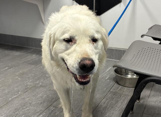 Shelter Stray Female Dog last seen COUNTY ROAD 129 (1500 BLOCK), 2080 S Quebec St, Denver, CO 80231, USA