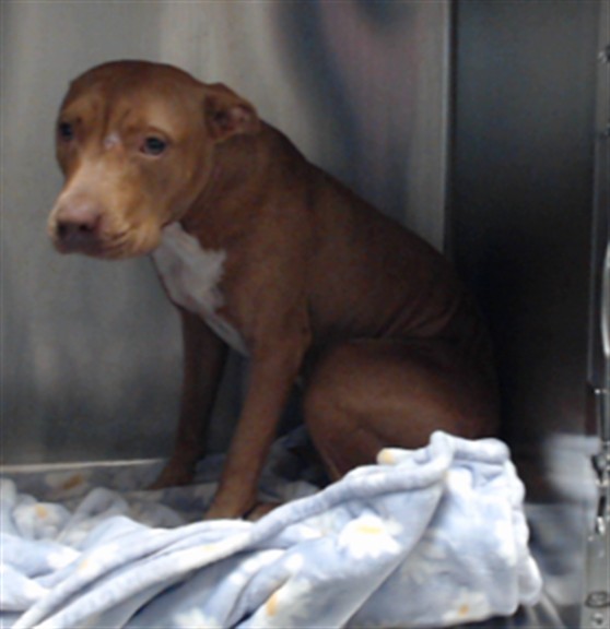 Shelter Stray Female Dog last seen Near BLOCK JOHN MCMILLAN RD, HOPE MILLS NC 28348, 4704 Corporation Dr, Fayetteville, NC 28306, USA
