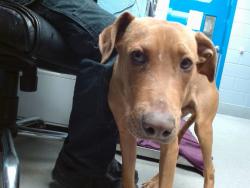 Shelter Stray Female Dog last seen COORS AND CENTRAL, 11800 Sunset Gardens Rd SW, Albuquerque, NM 87121, USA
